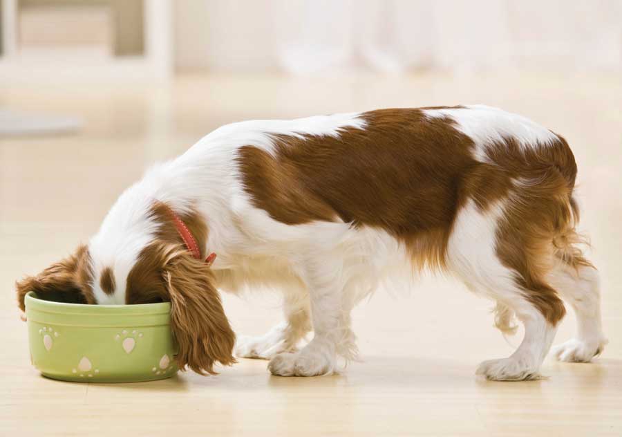 Make Best Dog Food Choices For Your Pet